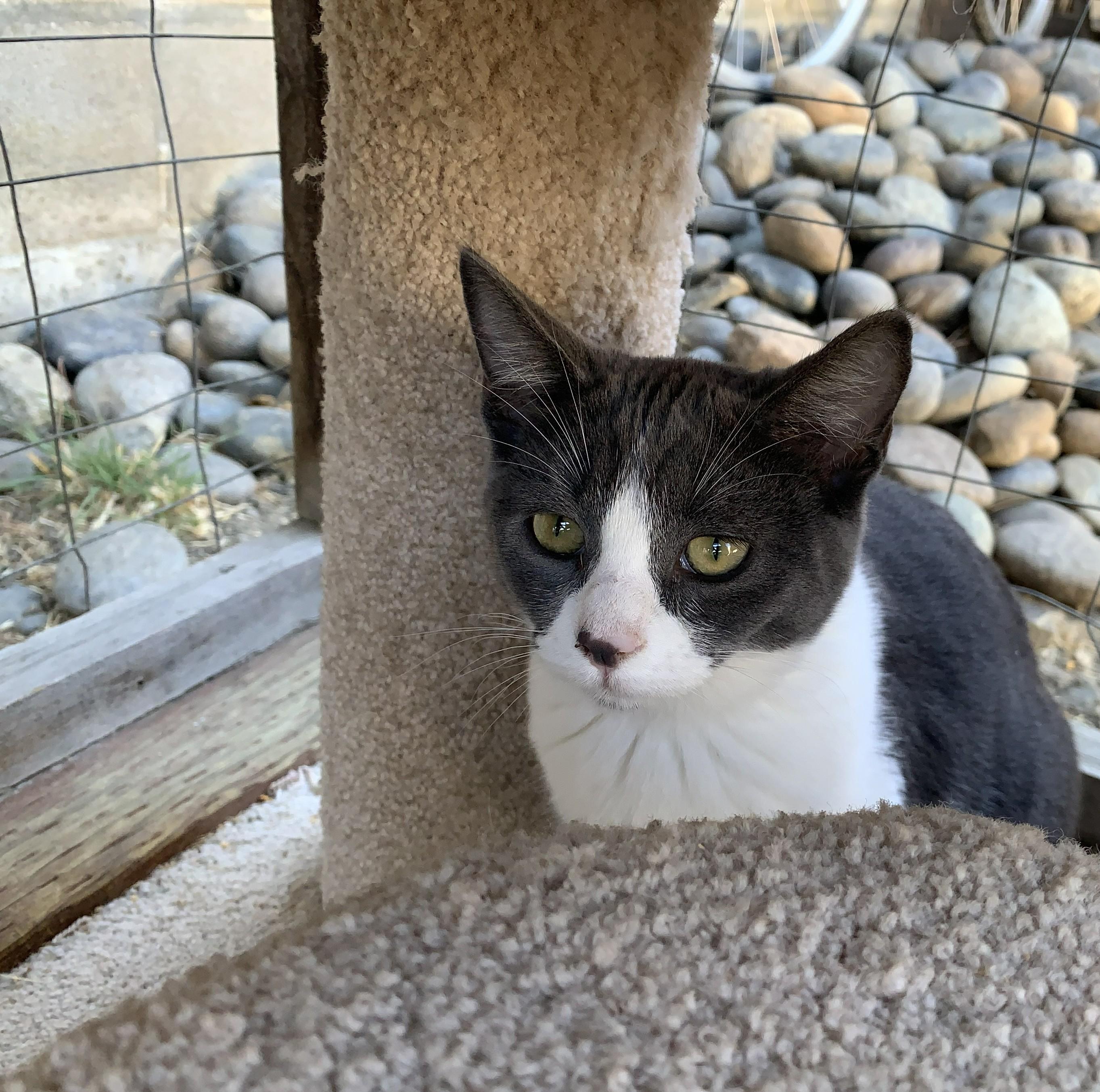 Dottie, ADOPTABLE, Young Female Domestic Short Hair.