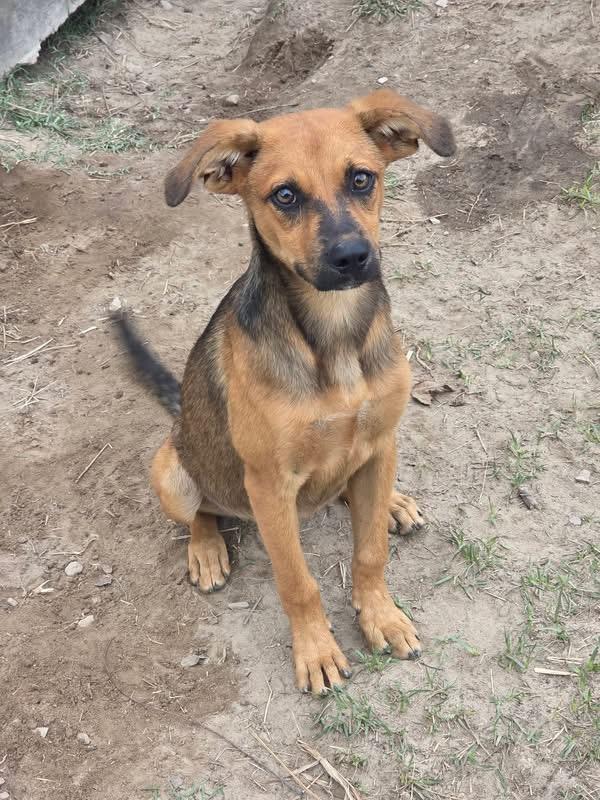 Ann, Adoptable, Young Female Black Mouth Cur.