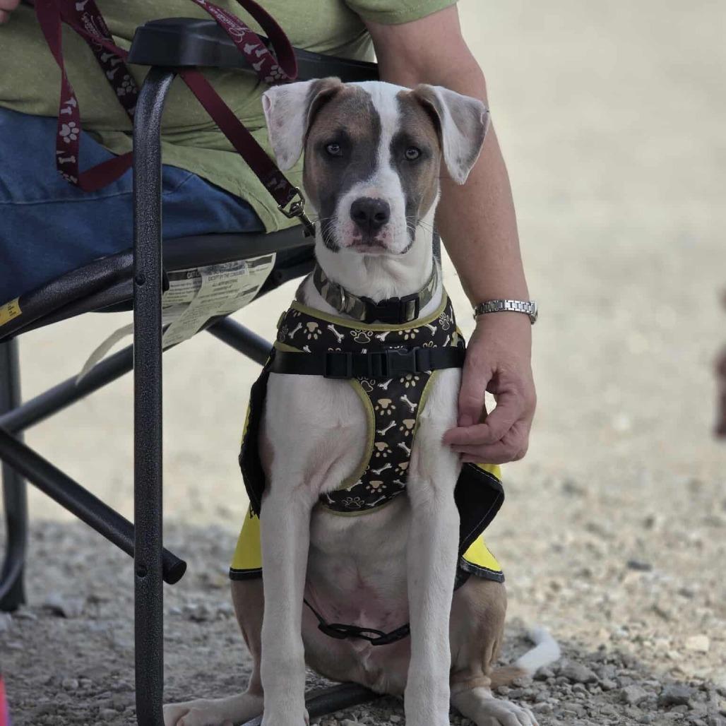 Phineas, Adoptable, Young Male Mixed Breed.
