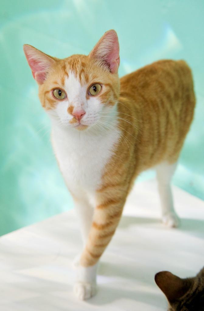 Lonnie, Adoptable, Adult Male Domestic Short Hair.