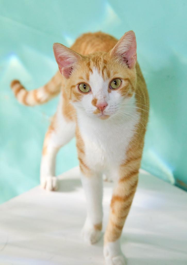 Enlarge Lonnie, a Adoptable mixed breed in Fort Lauderdale, FL image 2/6