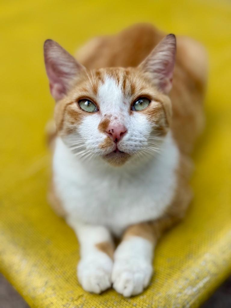 Lonnie, a Adoptable mixed breed in Fort Lauderdale, FL image 3/6