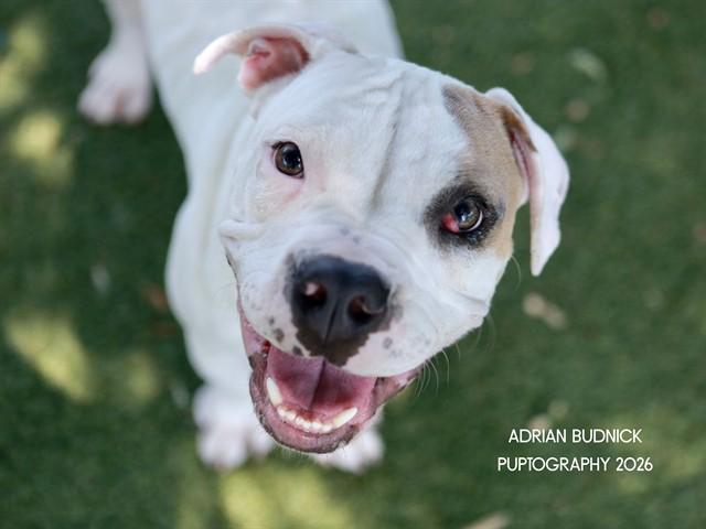 Kenobi, Adoptable, Young Male Mixed Breed.