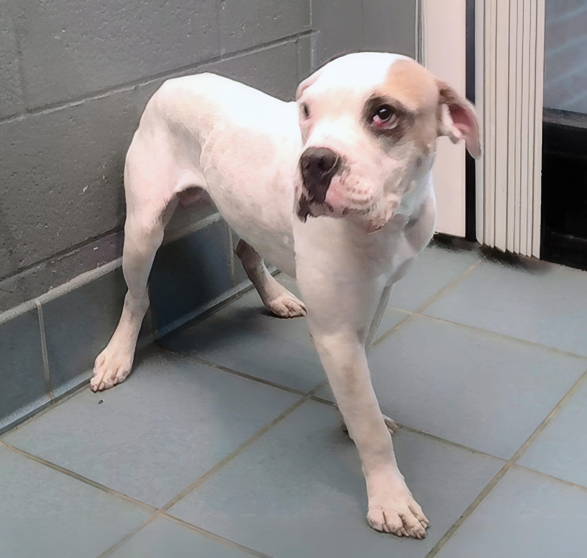 Enlarge Kenobi, a Adoptable Mixed Breed in Nashville, TN image 2/2