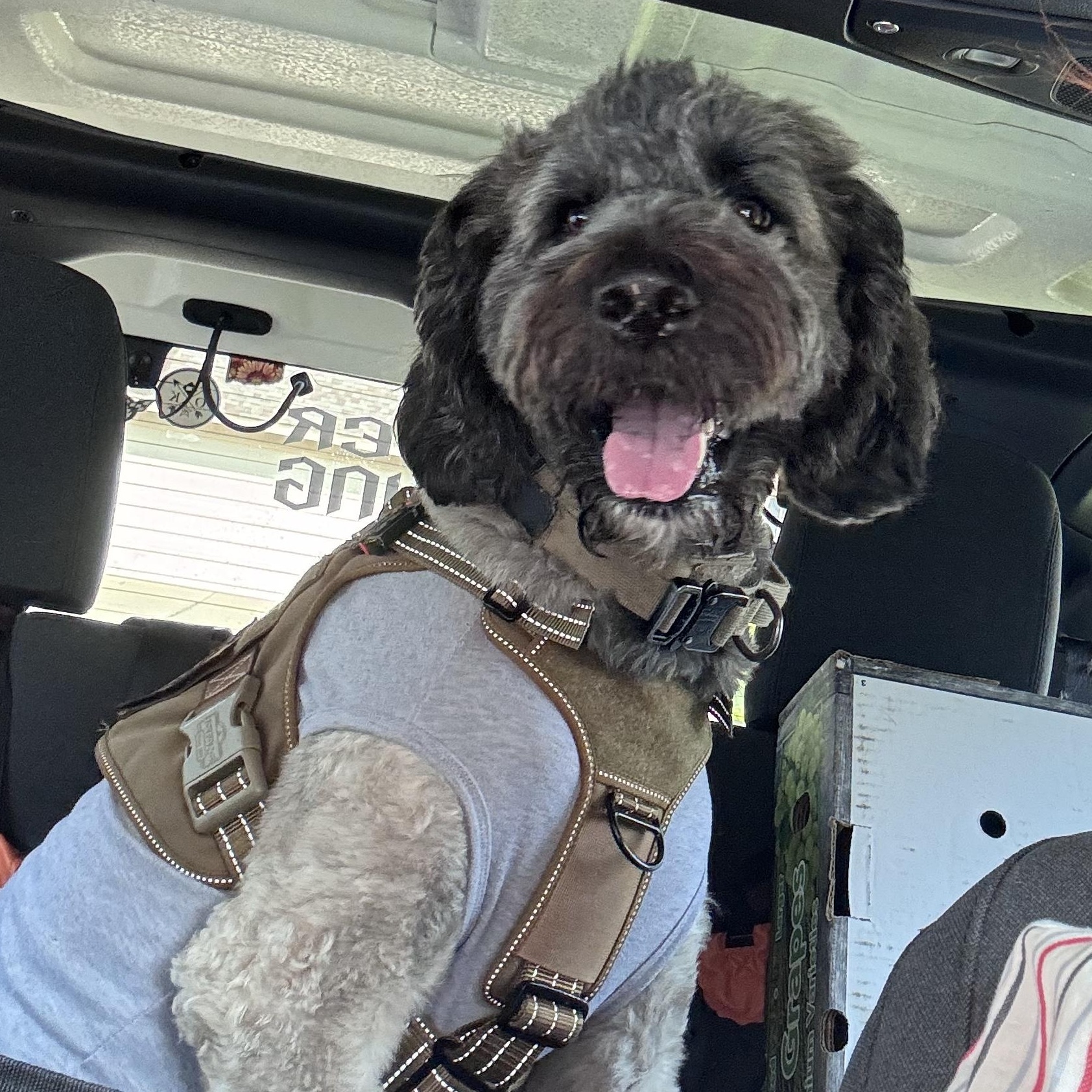 Rubicon, adopted, Adult Male Bernedoodle.