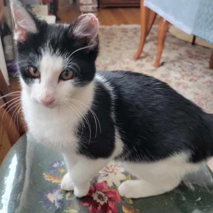 Enlarge Tipsey, a ADOPTABLE Domestic Short Hair in Annapolis, MD image 2/4