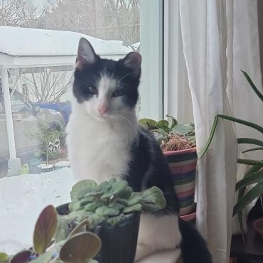 Tipsey, ADOPTABLE, Kitten Female Domestic Short Hair.