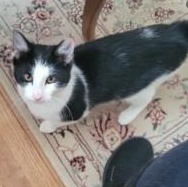 Enlarge Tipsey, a ADOPTABLE Domestic Short Hair in Annapolis, MD image 3/4