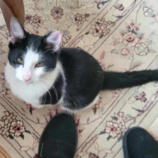 Enlarge Tipsey, a ADOPTABLE Domestic Short Hair in Annapolis, MD image 4/4