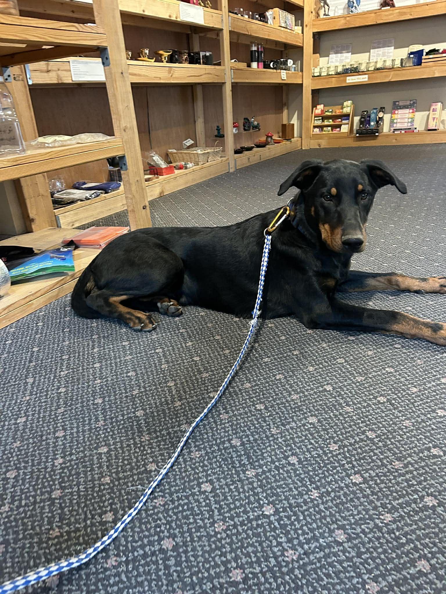 Enlarge Mango, a ADOPTABLE Doberman Pinscher in Temecula, CA image 2/3