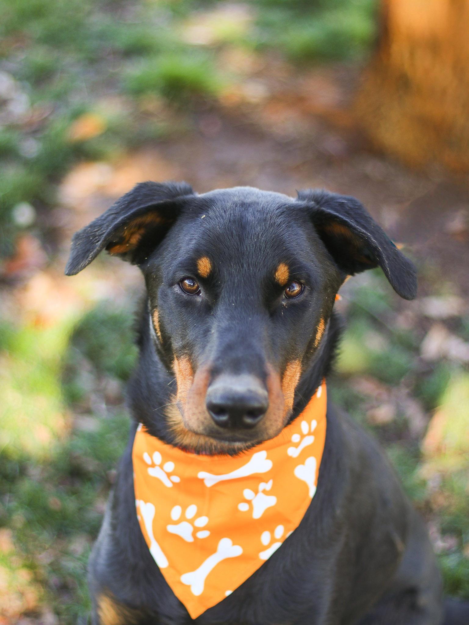 Enlarge Mango, a ADOPTABLE Doberman Pinscher in Temecula, CA image 1/3