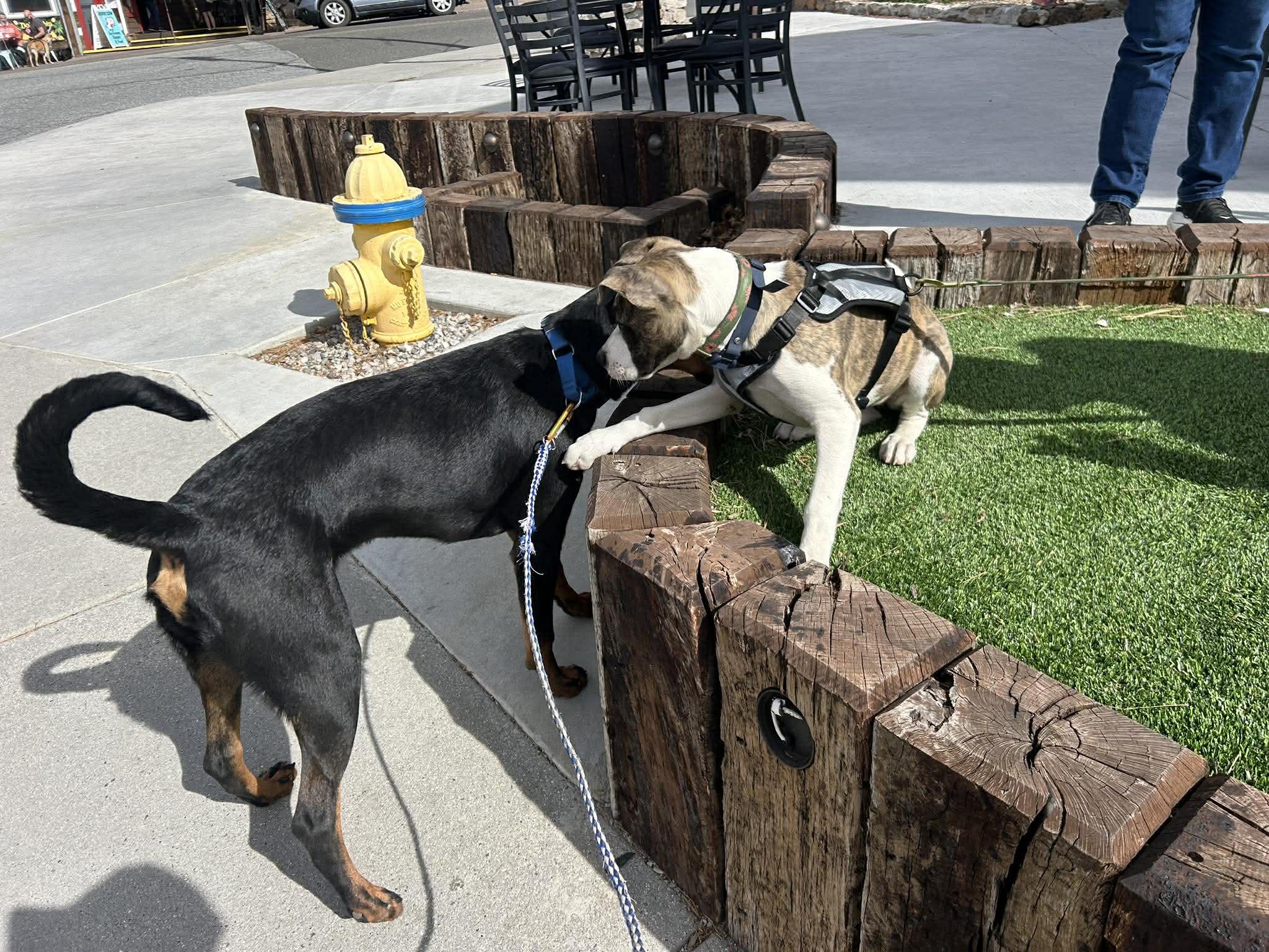 Enlarge Mango, a ADOPTABLE Doberman Pinscher in Temecula, CA image 3/3