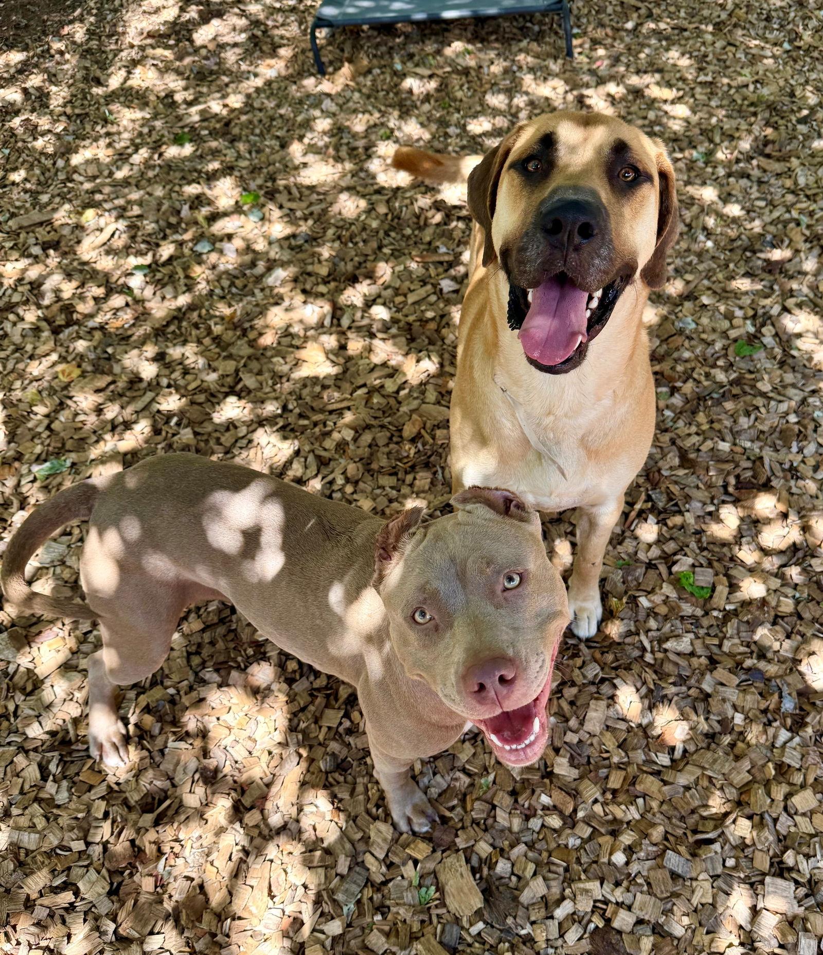 48755 - Farah, Adopted, Young Female Staffordshire Bull Terrier.