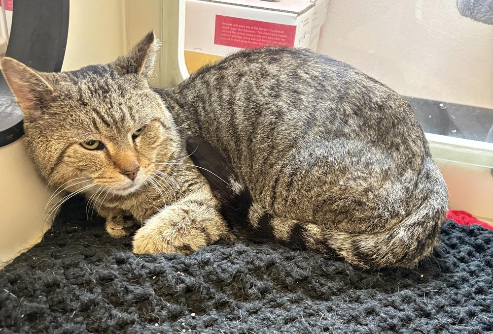 Tom Yum ~ Sponsored Adoption Fee, Adoptable, Adult Male Domestic Short Hair.