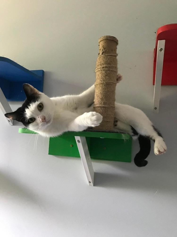 W2 SOFIA, Adoptable, Adult Female Domestic Short Hair.