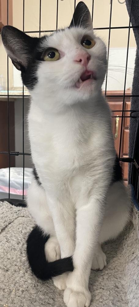 W2 SOFIA, a Adoptable mixed breed in Southbury, CT image 2/6