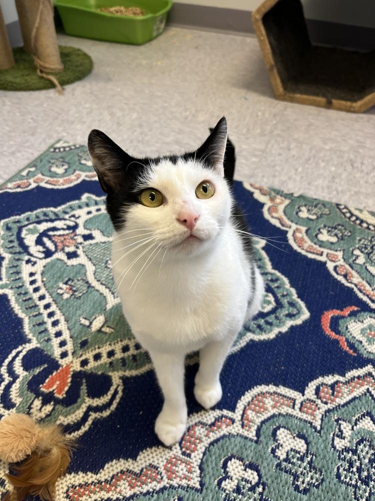 W2 SOFIA, a Adoptable mixed breed in Southbury, CT image 3/6