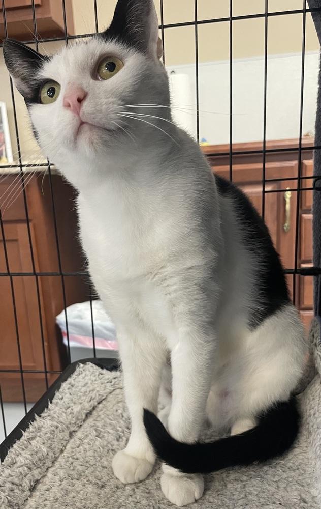 W2 SOFIA, a Adoptable mixed breed in Southbury, CT image 4/6