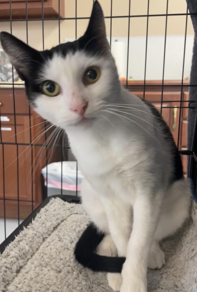 W2 SOFIA, a Adoptable mixed breed in Southbury, CT image 5/6