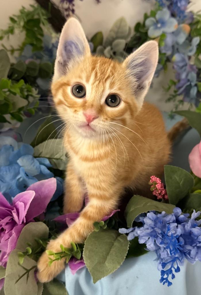 7/11/25 - George Knight, Adopted, Kitten Male Domestic Short Hair.