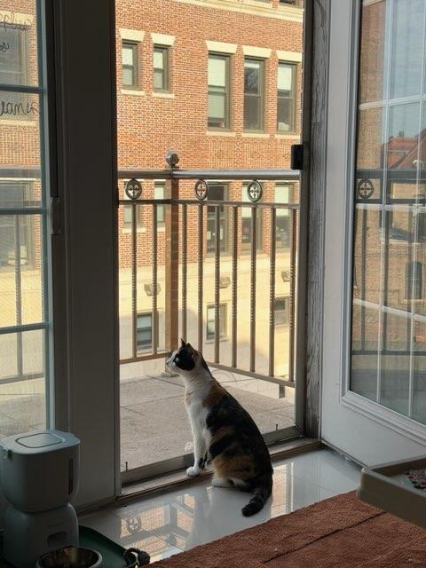 Enlarge Sally, a ADOPTABLE Calico in Brooklyn, NY image 5/6