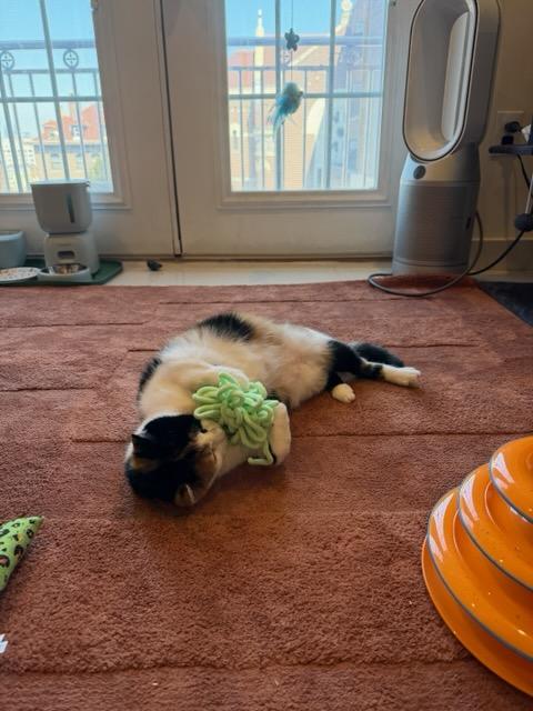 Enlarge Sally, a ADOPTABLE Calico in Brooklyn, NY image 2/6