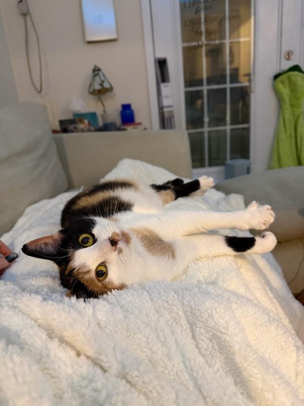 Enlarge Sally, a ADOPTABLE Calico in Brooklyn, NY image 4/6