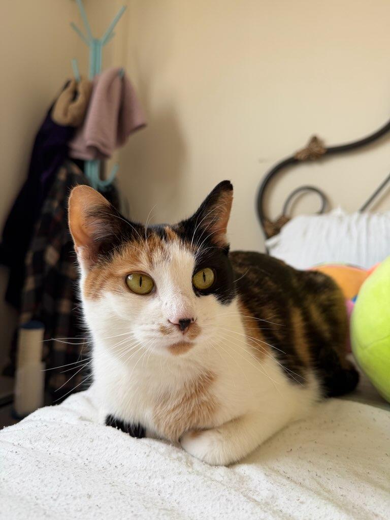 Enlarge Sally, a ADOPTABLE Calico in Brooklyn, NY image 1/6
