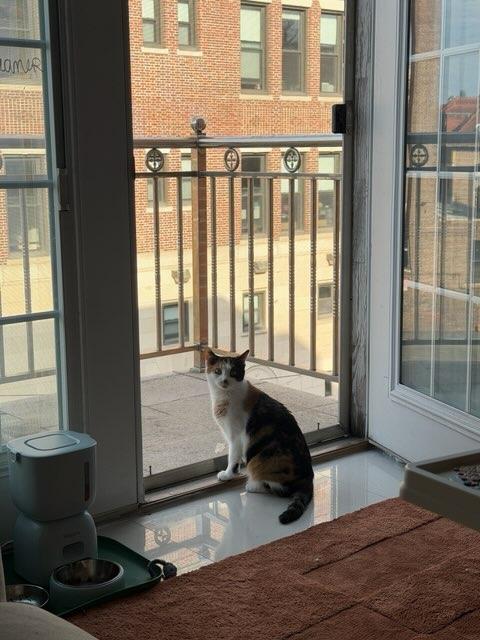 Enlarge Sally, a ADOPTABLE Calico in Brooklyn, NY image 3/6