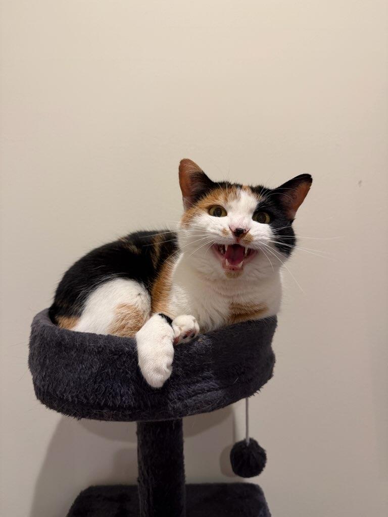 Enlarge Sally, a ADOPTABLE Calico in Brooklyn, NY image 6/6
