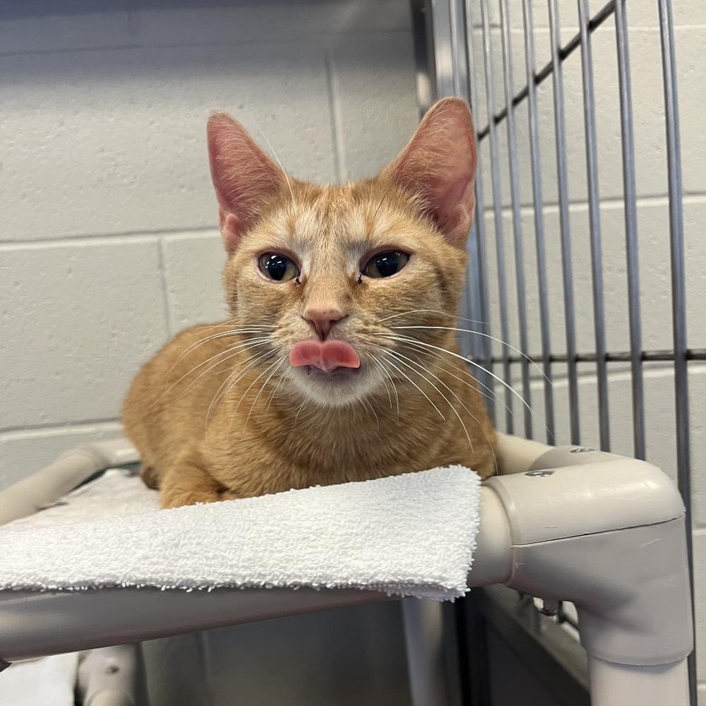 Enlarge Molly, a Adoptable mixed breed in South Bend, IN image 2/2