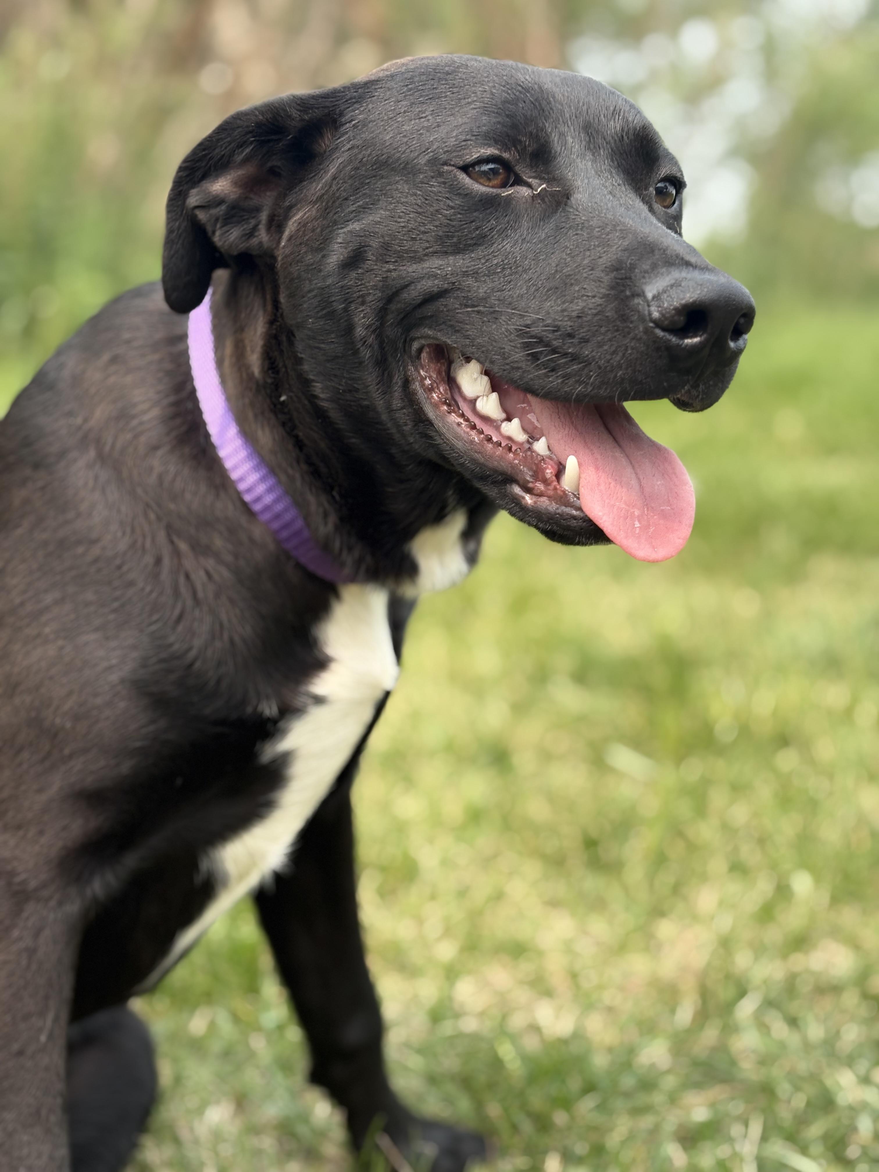 Enlarge Lipton, a Adoptable mixed breed in Zimmerman, MN image 1/3