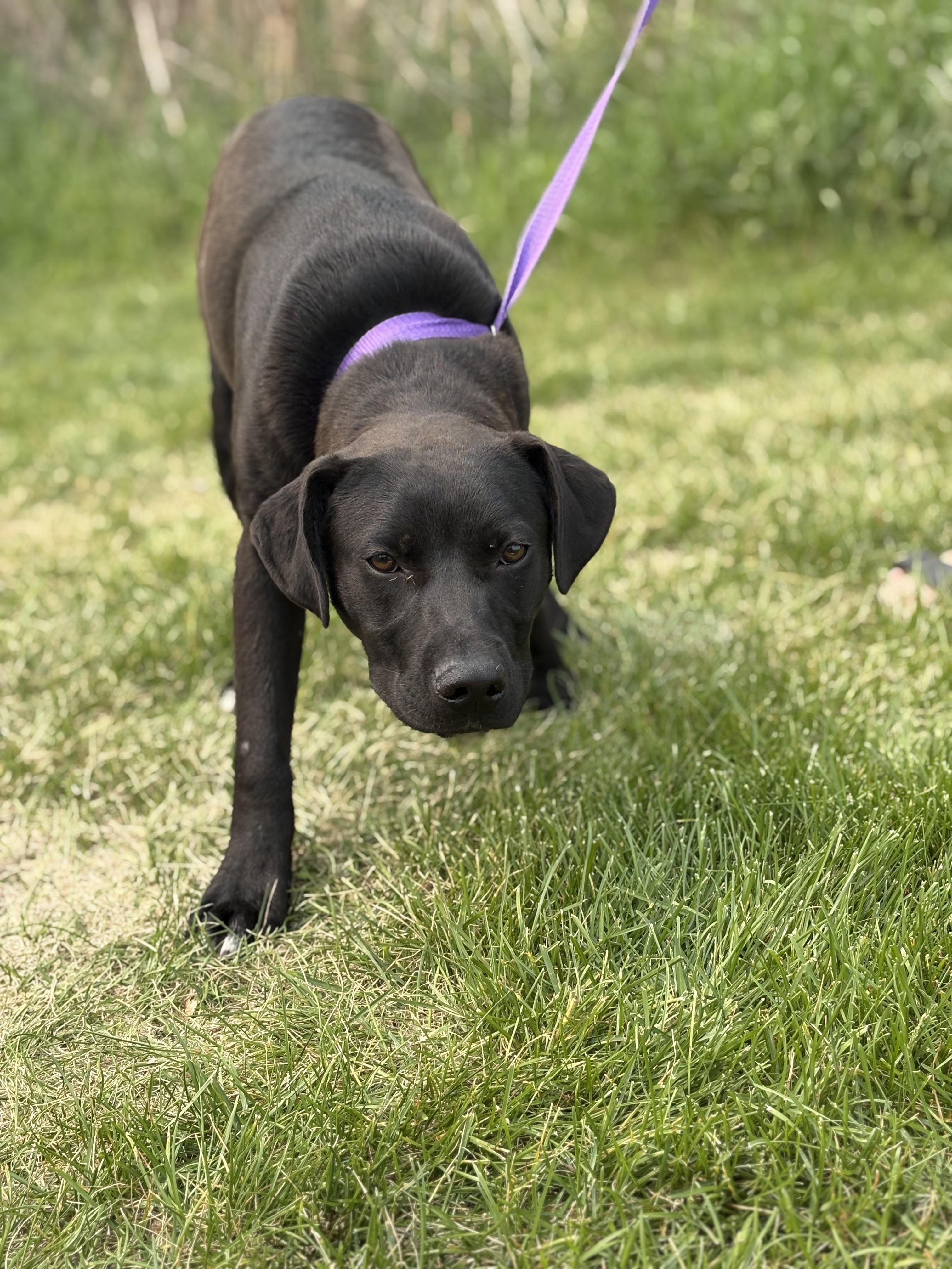 Enlarge Lipton, a Adoptable mixed breed in Zimmerman, MN image 2/3