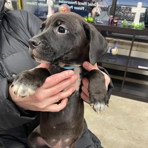 Enlarge Ranger (Automotive Icon Puppies), an adopted mixed breed in Midland, MI image 2/3