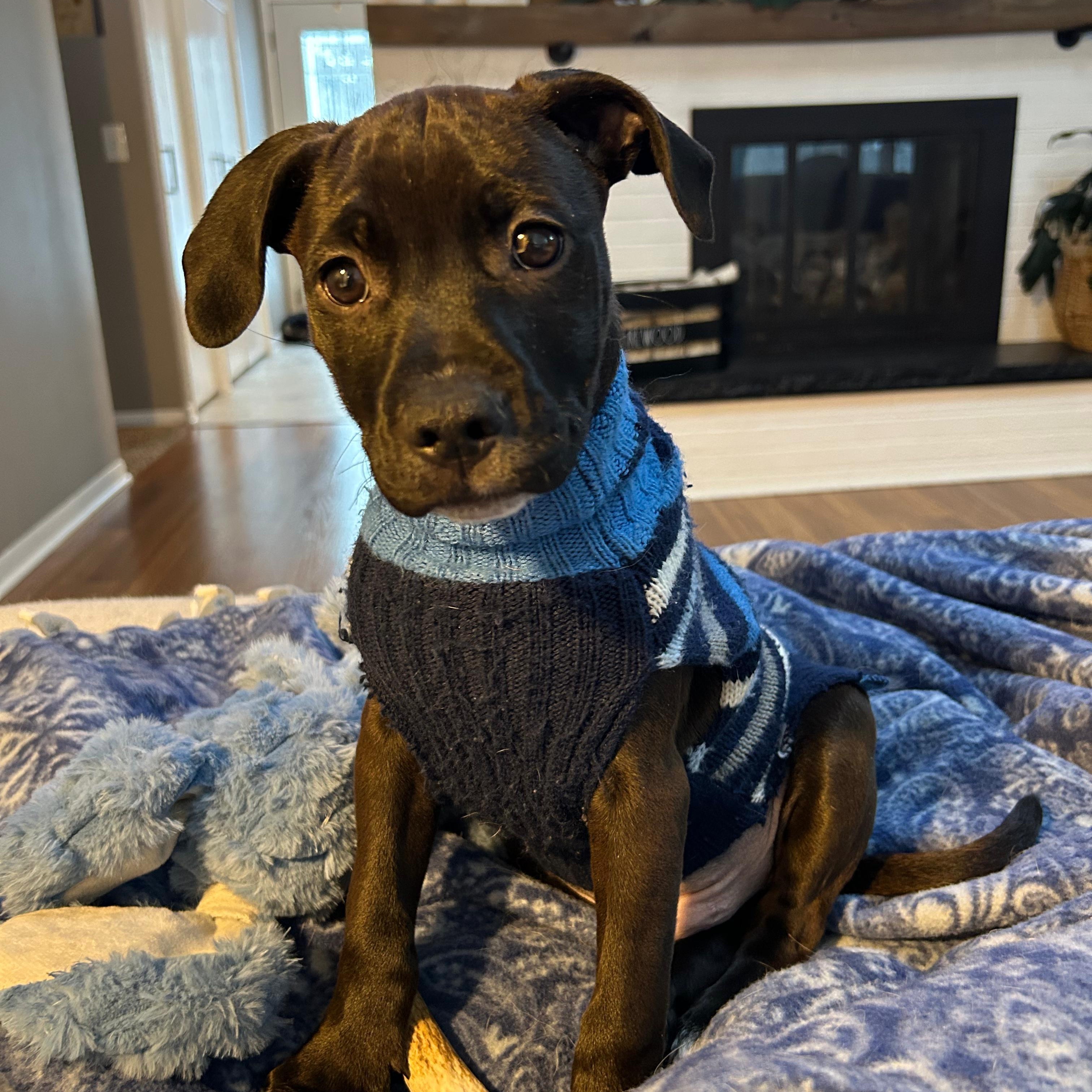 Enlarge Ranger (Automotive Icon Puppies), an adopted mixed breed in Midland, MI image 1/3