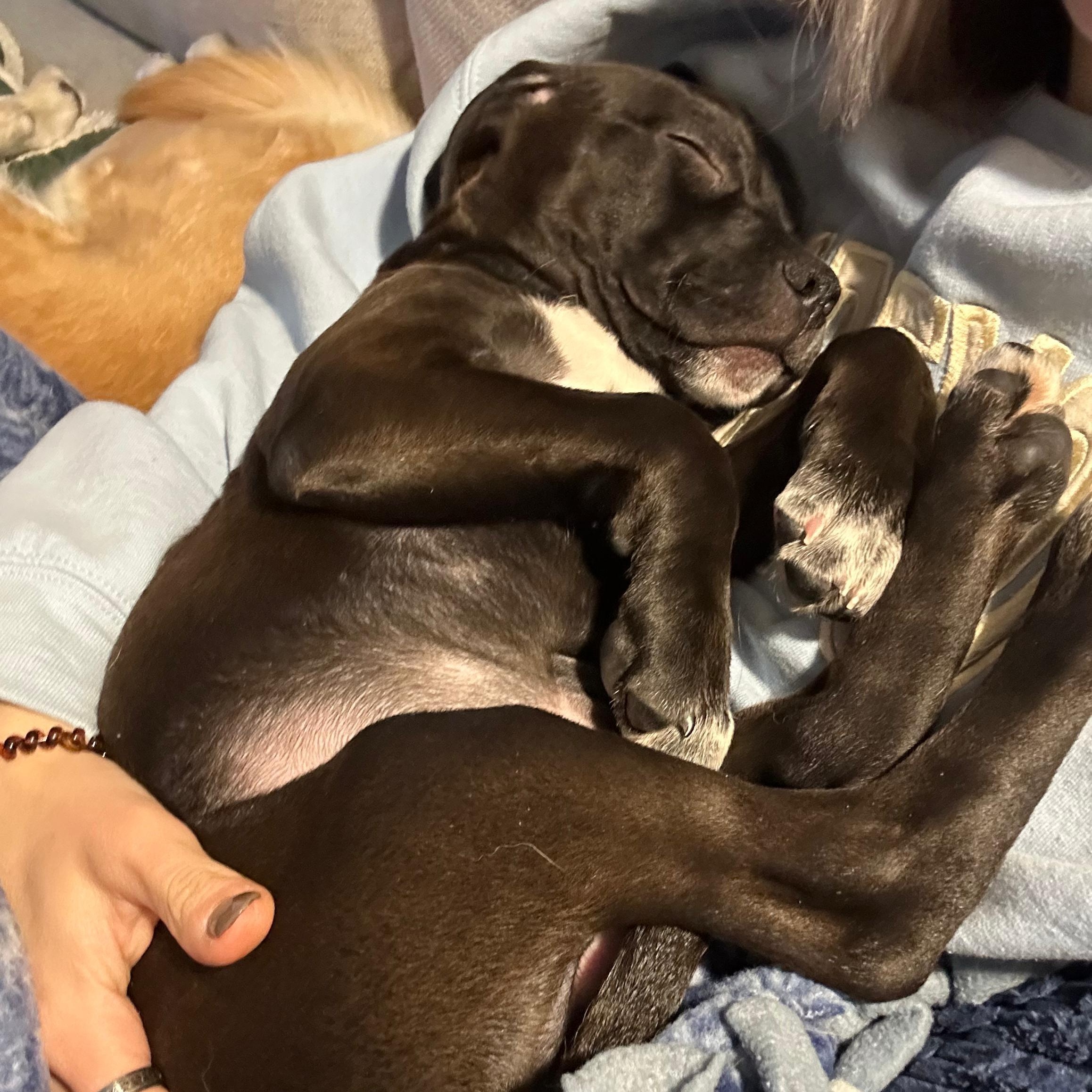 Enlarge Ranger (Automotive Icon Puppies), an adopted mixed breed in Midland, MI image 3/3