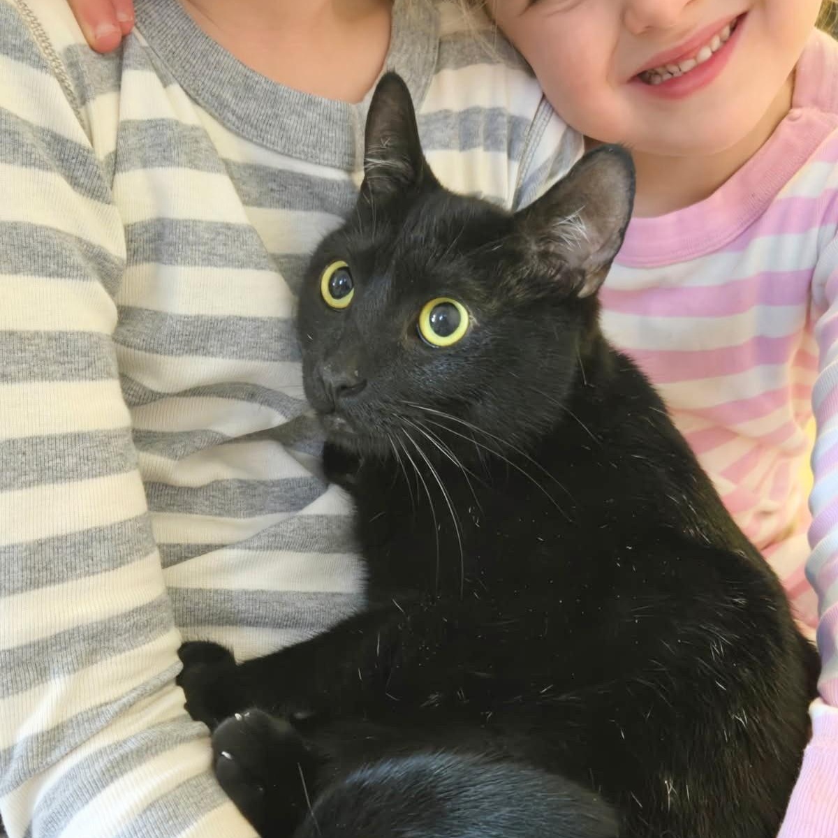 Mary, adopted, Young Female Domestic Short Hair.