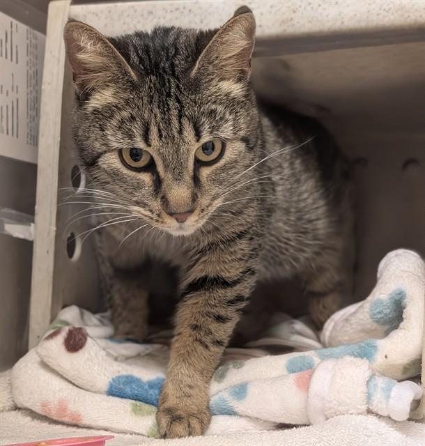 ERIN, Adoptable, Young Female Domestic Short Hair & Domestic Short Hair.