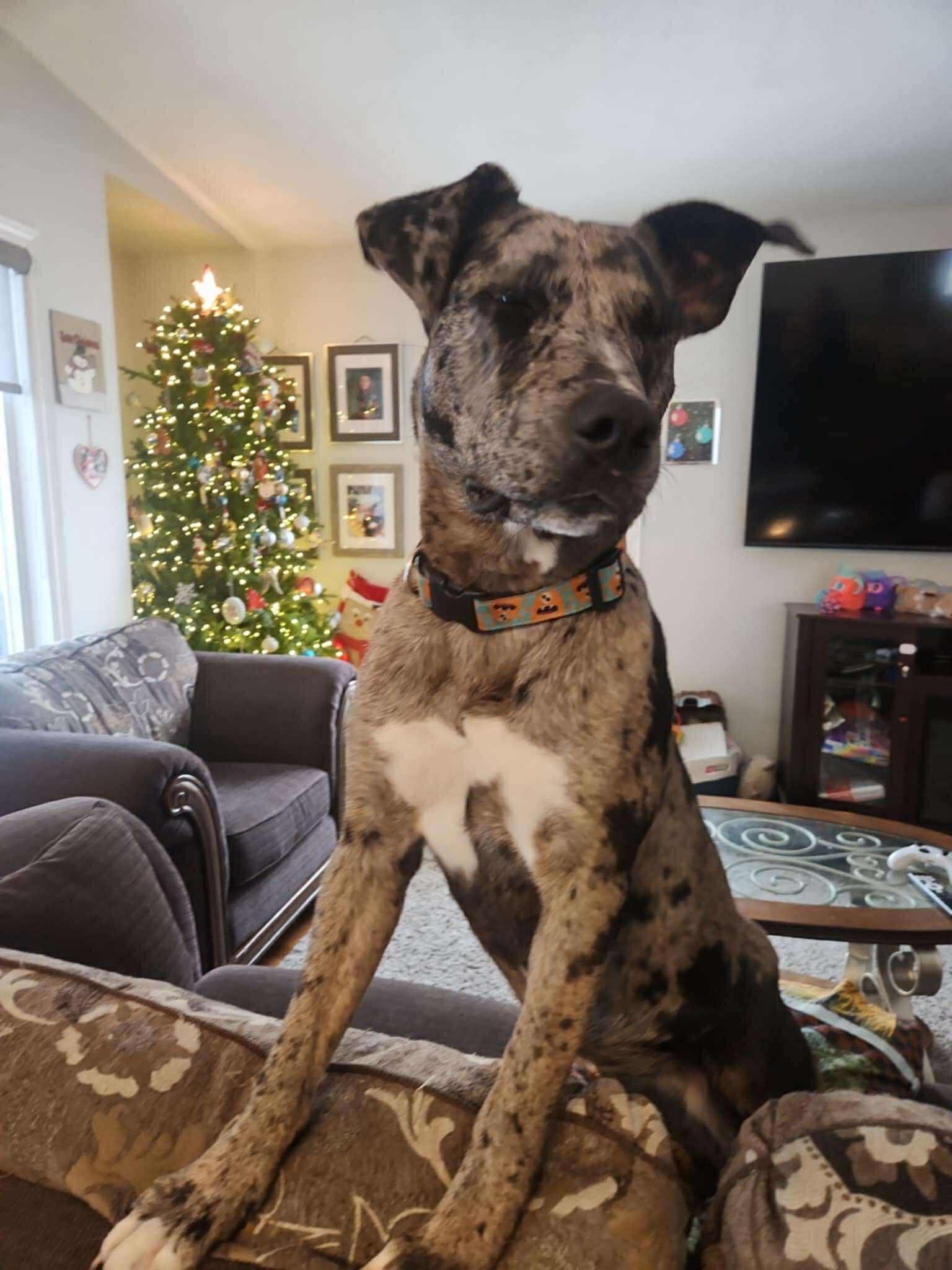 Nova, ADOPTABLE, Adult Female Catahoula Leopard Dog.