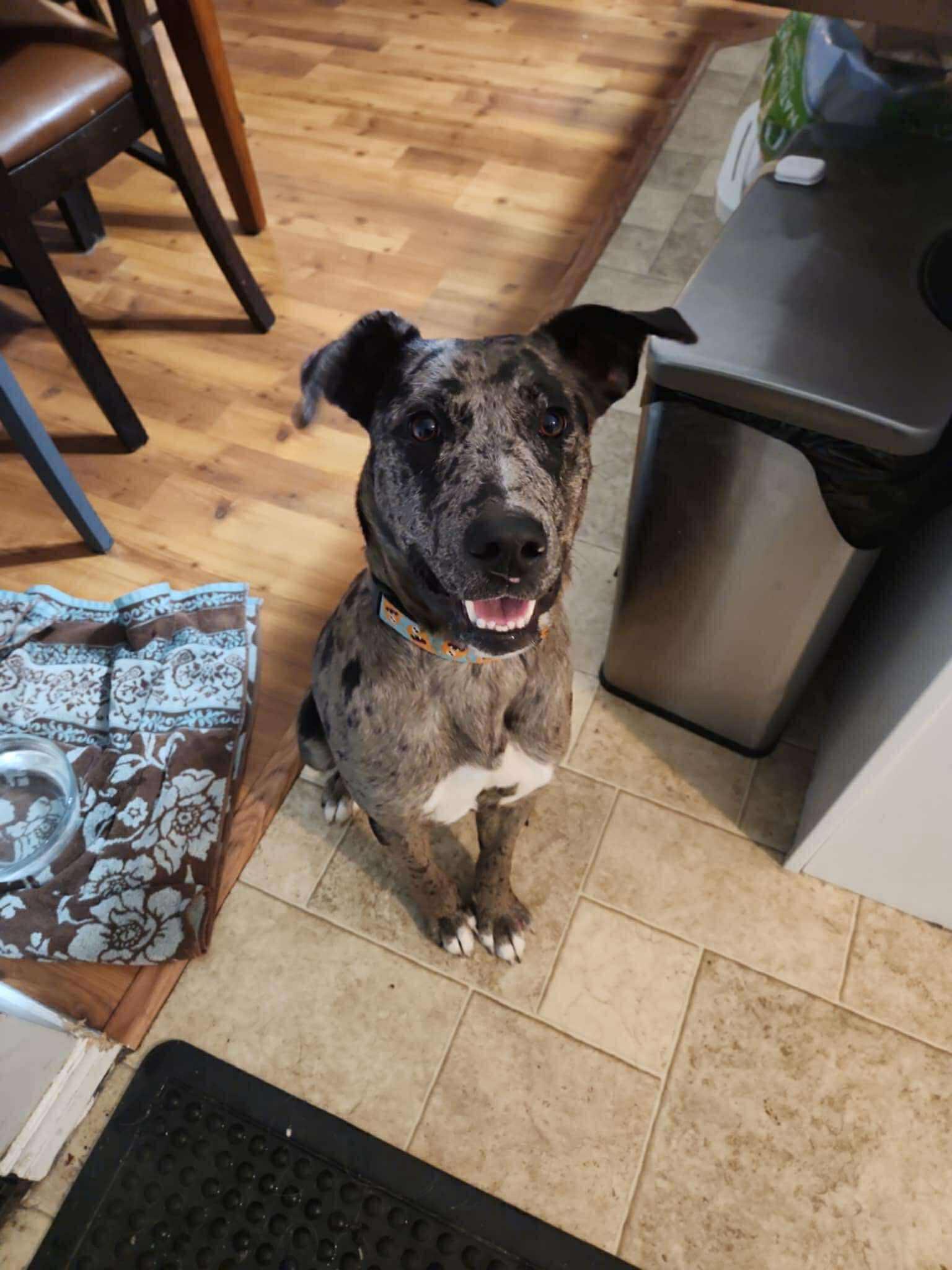 Enlarge Nova, a ADOPTABLE mixed breed in Winnipeg, MB image 2/5