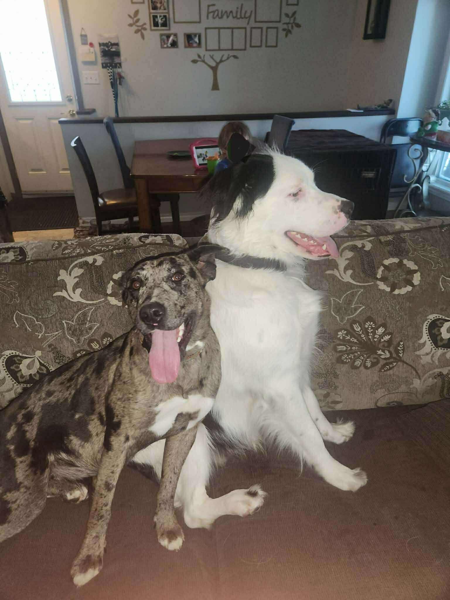 Enlarge Nova, a ADOPTABLE mixed breed in Winnipeg, MB image 3/5