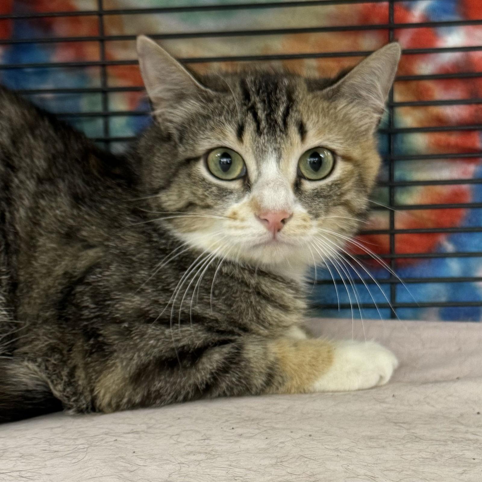 Robin, Adoptable, Young Female Domestic Short Hair & Calico.