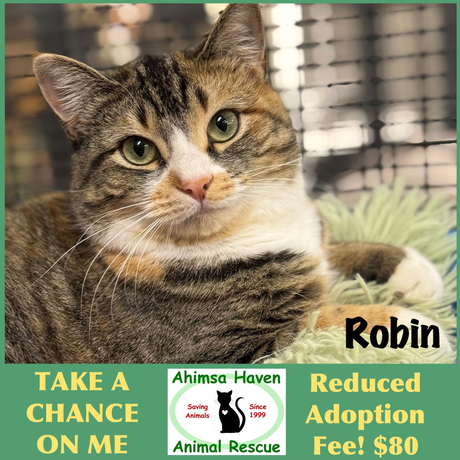 Enlarge Robin, a Adoptable mixed breed in Winchendon, MA image 2/3