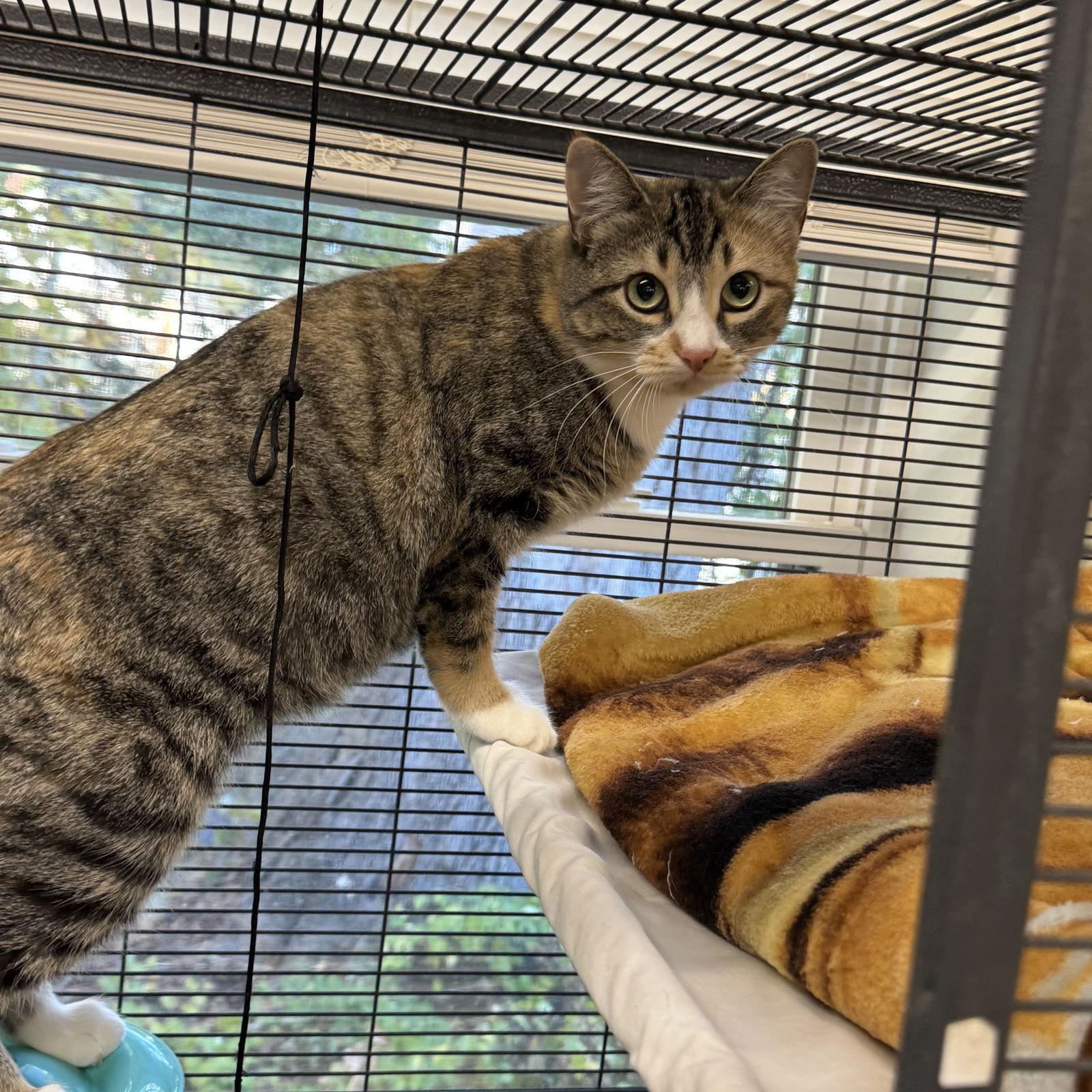 Robin, a Adoptable mixed breed in Winchendon, MA image 2/3