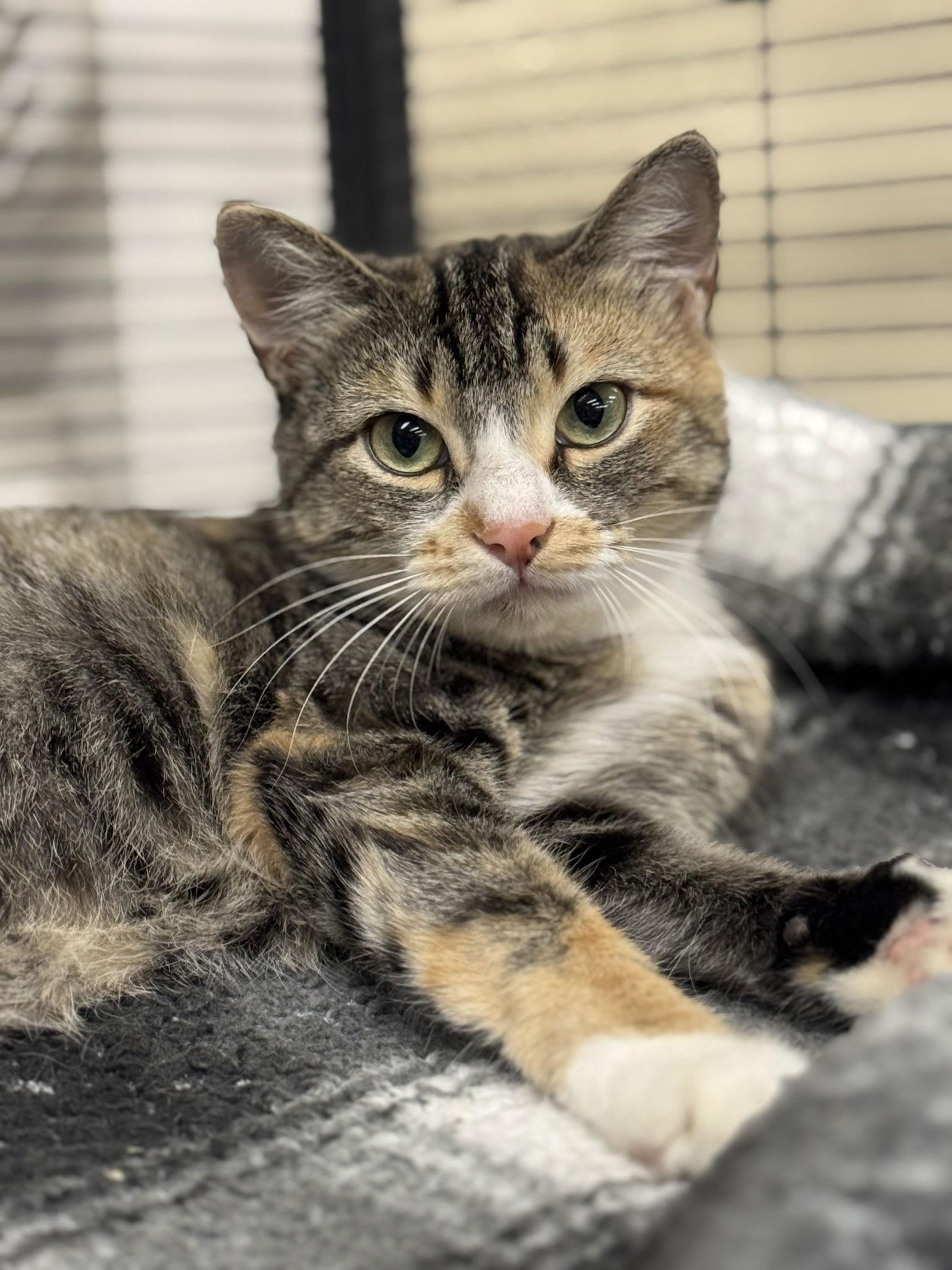 Robin, a Adoptable mixed breed in Winchendon, MA image 3/3