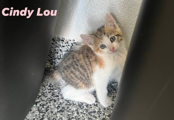 Cindy Lou, an adopted Domestic Short Hair in St. Louis, MO image 1/3