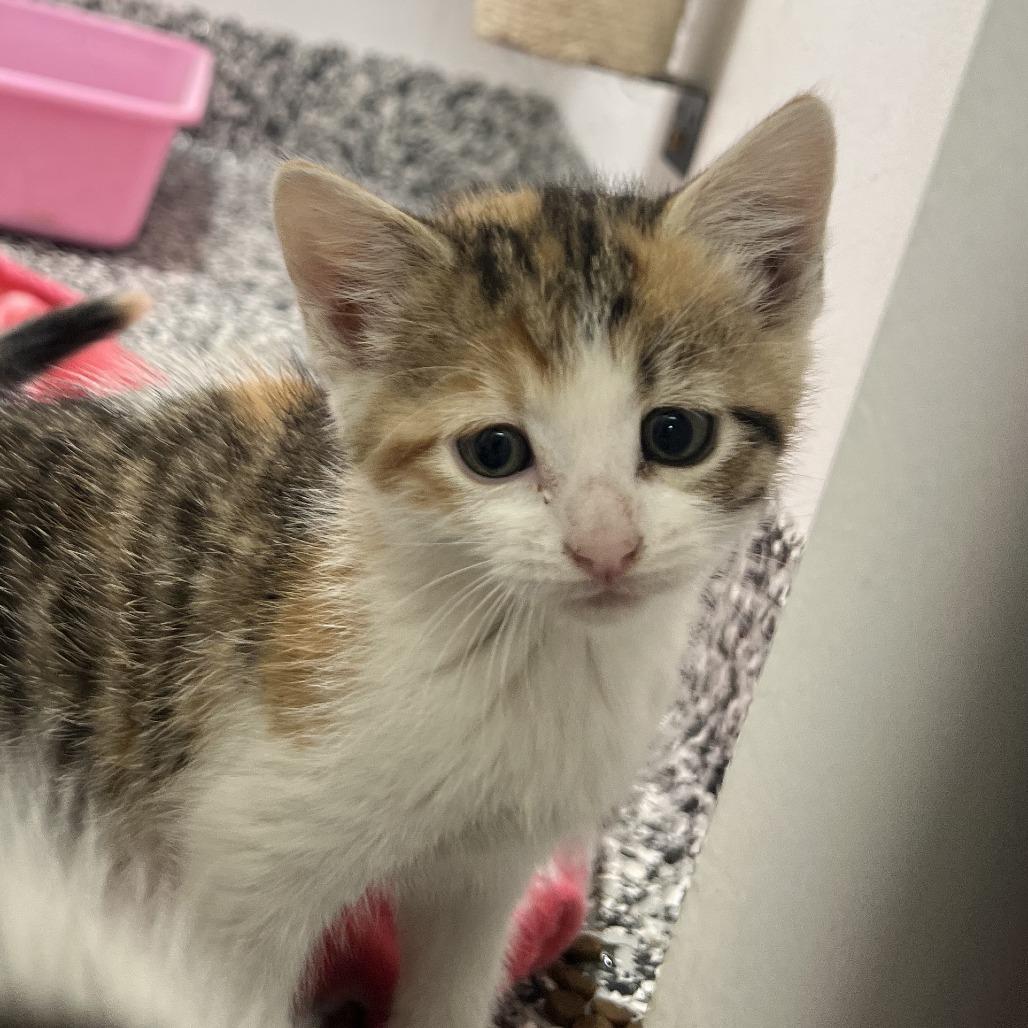 Cindy Lou, an adopted Domestic Short Hair in St. Louis, MO image 3/3