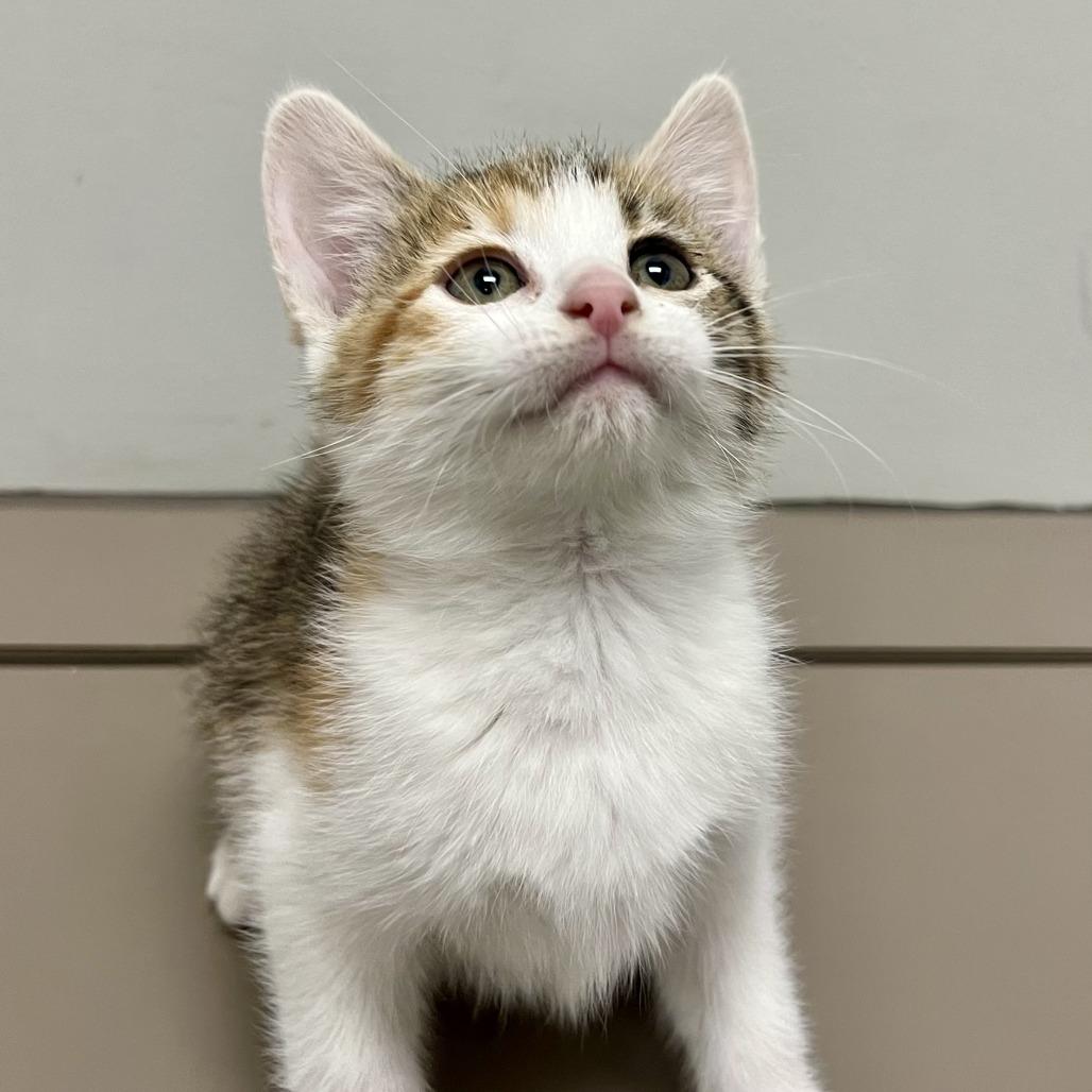 Cindy Lou, an adopted Domestic Short Hair in St. Louis, MO image 2/3