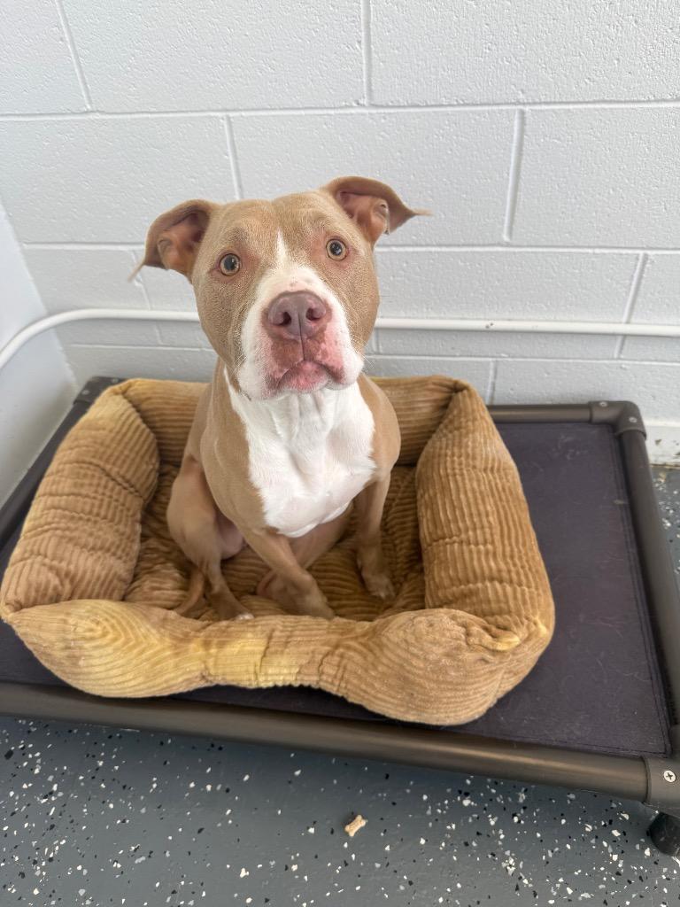 Carrot, Adoptable, Adult Female Mixed Breed.