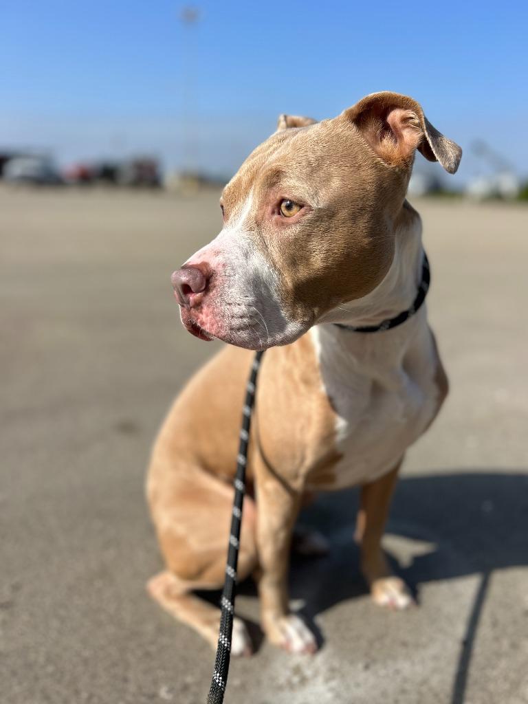 Carrot, a Adoptable mixed breed in Thousand Oaks, CA image 2/2